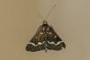 Pyrausta nigrata